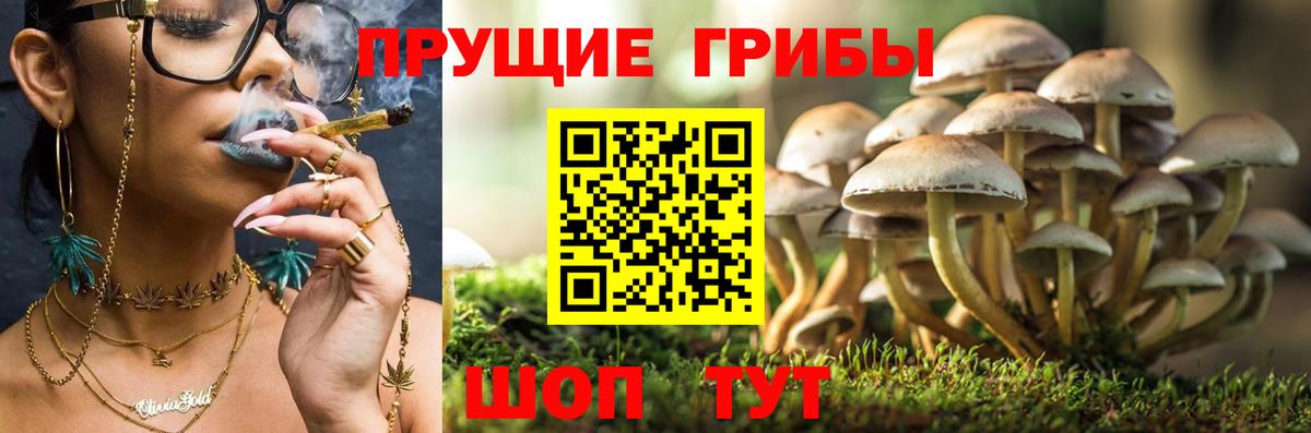 Сатка  Галлюциногенные грибы Psilocybine cubensis  Псилоцибиновые грибы Cubensis  Вход с VPN 